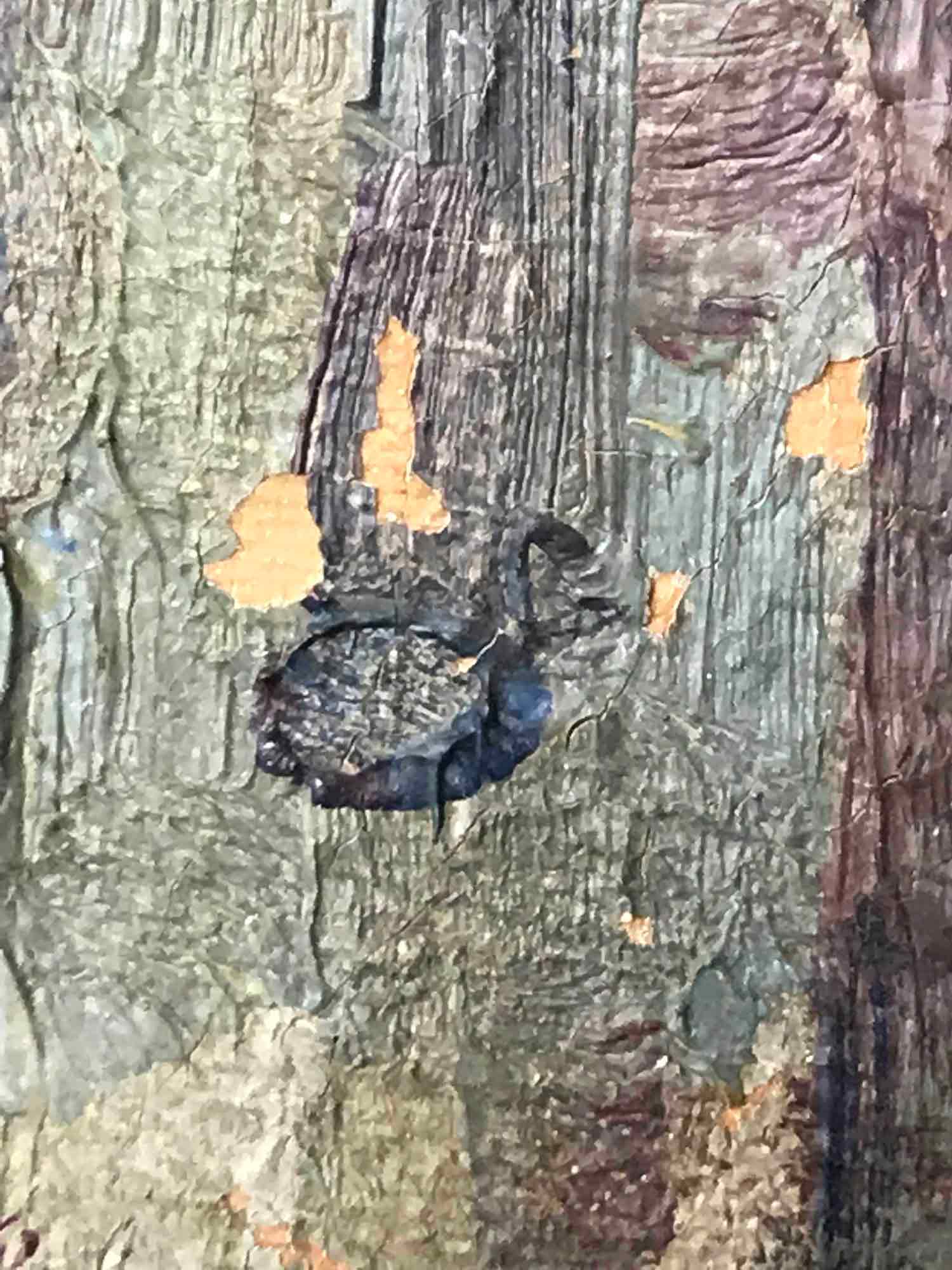 Church Tower - Oil on canvas signed with monogram c. 1900